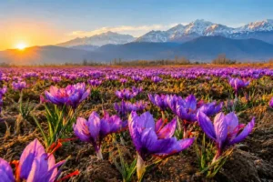 Best Time to Visit Kashmir